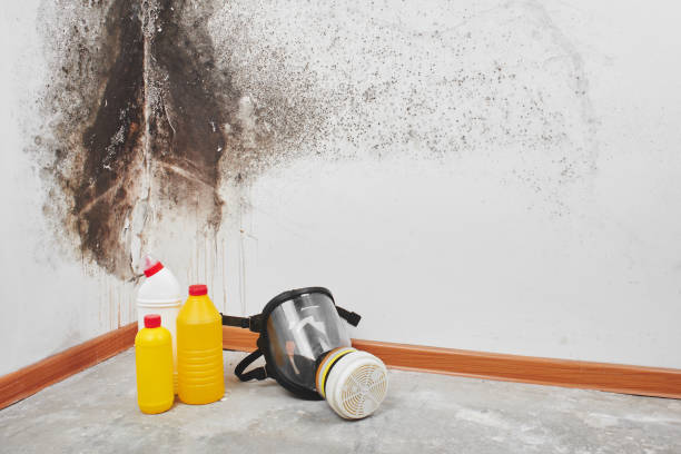 Best Black Mold Removal  in St Marys, KS