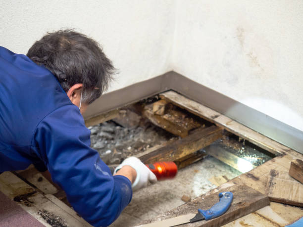 Best Mold Testing  in St Marys, KS
