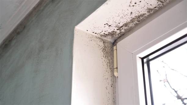 Best Best Mold Removal Companies  in St Marys, KS