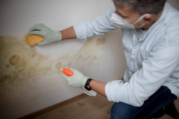 Professional Mold Removal in St Marys, KS