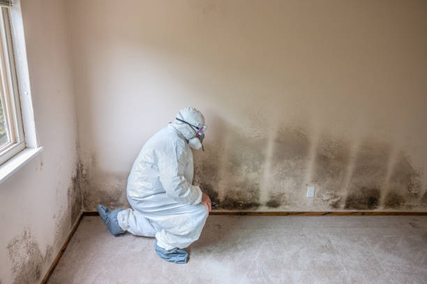 Best Affordable Mold Removal  in St Marys, KS
