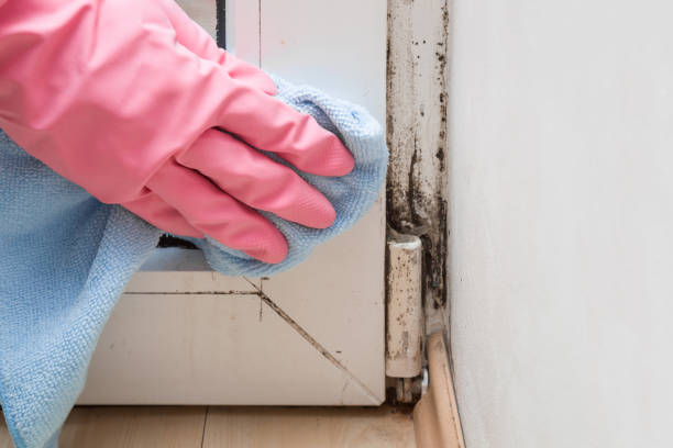 Best Mold Damage Repair  in St Marys, KS